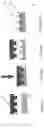 Fig. 49 - Methods and compositions for incorporating nucleotides