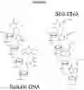 Fig. 50 - Methods and compositions for incorporating nucleotides
