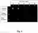 Fig. 05 - Method for detecting target molecule in which rolling circle amplification is used