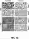 Fig. 04 - CANCER TREATMENTS AND METHODS OF SELECTING SAME