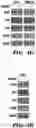 Fig. 15 - CANCER TREATMENTS AND METHODS OF SELECTING SAME