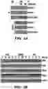 Fig. 16 - CANCER TREATMENTS AND METHODS OF SELECTING SAME