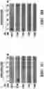 Fig. 21 - CANCER TREATMENTS AND METHODS OF SELECTING SAME