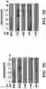Fig. 23 - CANCER TREATMENTS AND METHODS OF SELECTING SAME