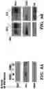 Fig. 31 - CANCER TREATMENTS AND METHODS OF SELECTING SAME