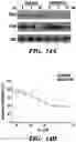 Fig. 38 - CANCER TREATMENTS AND METHODS OF SELECTING SAME