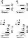 Fig. 41 - CANCER TREATMENTS AND METHODS OF SELECTING SAME