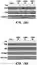 Fig. 43 - CANCER TREATMENTS AND METHODS OF SELECTING SAME