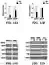 Fig. 44 - CANCER TREATMENTS AND METHODS OF SELECTING SAME