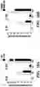 Fig. 45 - CANCER TREATMENTS AND METHODS OF SELECTING SAME