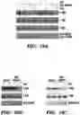 Fig. 46 - CANCER TREATMENTS AND METHODS OF SELECTING SAME