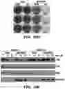 Fig. 47 - CANCER TREATMENTS AND METHODS OF SELECTING SAME