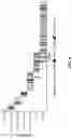 Fig. 06 - Method of treating a cancer patient without the need for a tissue biopsy