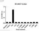 Fig. 06 - Composition for detecting potato virus Y including M13KO7 bacteriophage and kit including the same