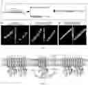 Fig. 03 - Recombinant and use thereof