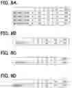 Fig. 07 - Magnetic material comprising Fe—Ni ordered alloy and method for manufacturing the same