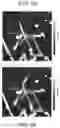 Fig. 06 - Ordered nanotubes on a two-dimensional substrate consisting of different material properties