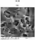 Fig. 08 - COATING METHOD OF APATITE USING LASER