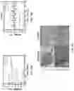 Fig. 11 - Artificial solid electrolyte interphase layers