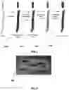 Fig. 02 - ELECTRICALLY CONDUCTIVE TEXTILE ELEMENT AND METHOD OF PRODUCING SAME