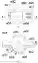 Fig. 02 - CAM ROTARY ENGINE POWER SYSTEM OF INTERNAL COMBUSTION TYPE