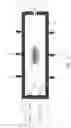 Fig. 02 - Combustion-powered flow control actuator with external fuel injector