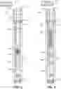 Fig. 04 - Helico-Axial Submersible Pump