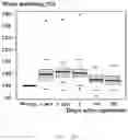 Fig. 40 - Systems, devices and methods for testing substrates to evaluate wound closure products