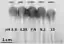 Fig. 01 - PH indicator swabs for biomonitoring and diagnostics