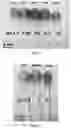 Fig. 02 - PH indicator swabs for biomonitoring and diagnostics