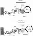 Fig. 02 - Enzyme-Amplified Redox Micoarray Detection Process