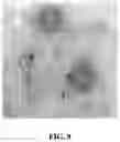 Fig. 12 - Bacteriophage-based electrochemical biosensor