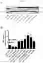 Fig. 22 - Biomarker of aging