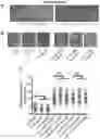 Fig. 23 - Biomarker of aging