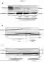 Fig. 30 - Biomarker of aging