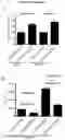 Fig. 32 - Biomarker of aging