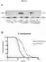 Fig. 34 - Biomarker of aging