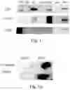 Fig. 02 - METHODS OF DIAGNOSING DISEASES BY EXTRACELLULAR VESICLES AND USES THEREOF