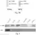 Fig. 06 - METHODS OF DIAGNOSING DISEASES BY EXTRACELLULAR VESICLES AND USES THEREOF