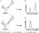 Fig. 01 - Mapping protein binding sites and conformational epitopes using cysteine labelling and surface display library