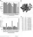 Fig. 06 - Mapping protein binding sites and conformational epitopes using cysteine labelling and surface display library