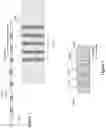 Fig. 02 - Wireline Optical Fiber Sensing