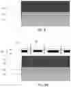Fig. 09 - Photoresist, developer, and method of forming photoresist pattern