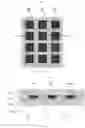 Fig. 02 - Organic light-emitting display panel and fabrication method thereof