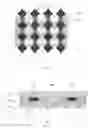 Fig. 04 - Organic light-emitting display panel and fabrication method thereof