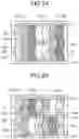 Fig. 28 - Display device with touch detection function and electronic apparatus