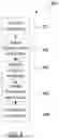 Fig. 04 - Secure transfer between blockchains