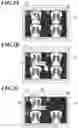 Fig. 03 - Image display apparatus and radiation imaging system