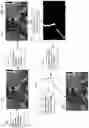 Fig. 10 - Method of modifying ray tracing samples after rendering and before rasterizing