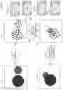 Fig. 11 - Method of modifying ray tracing samples after rendering and before rasterizing